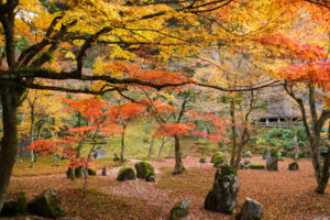 紅葉の写真