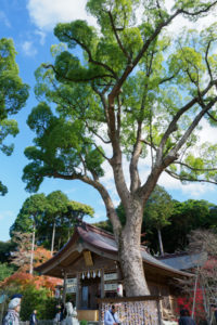 紅葉の写真