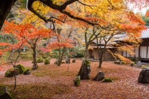 紅葉の写真