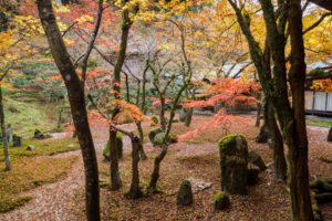 紅葉の写真