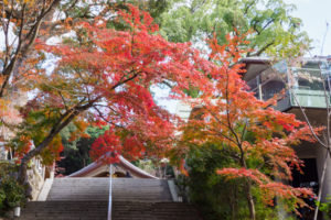 紅葉の写真