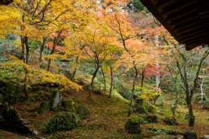 紅葉の写真