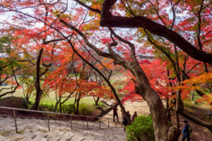 紅葉の写真