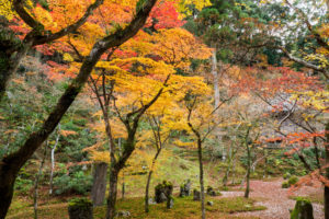 紅葉の写真