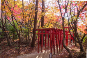 紅葉の写真
