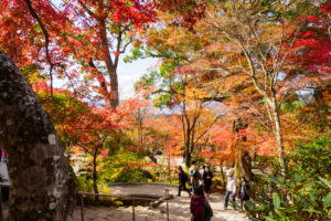 紅葉の写真