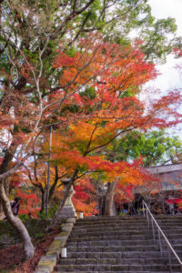 紅葉の写真