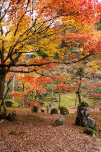 紅葉の写真
