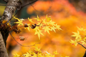 紅葉の写真