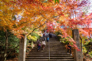 紅葉の写真