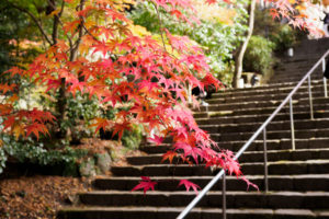 紅葉の写真