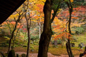 紅葉の写真