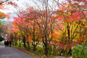 紅葉の写真