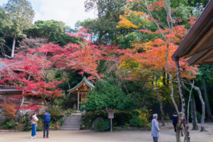 紅葉の写真