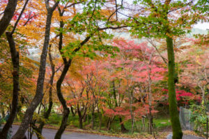 紅葉の写真