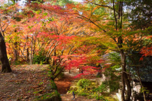紅葉の写真