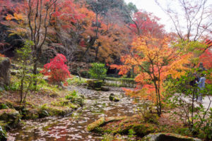 紅葉の写真