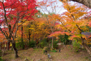 紅葉の写真
