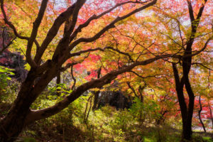 紅葉の写真
