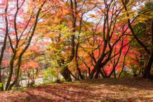 紅葉の写真