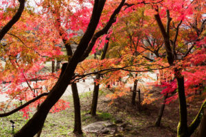 紅葉の写真