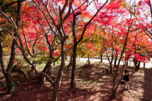 紅葉の写真