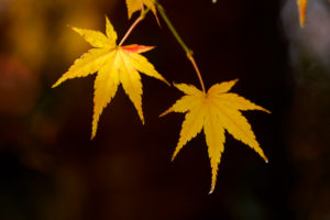 紅葉の写真