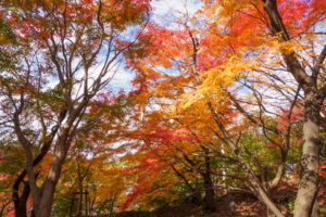紅葉の写真