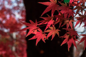 紅葉の写真