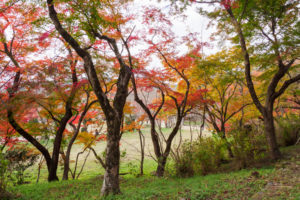 紅葉の写真