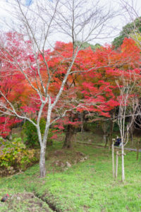 紅葉の写真