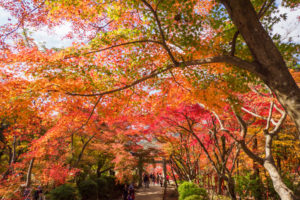 紅葉の写真