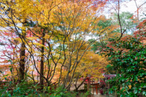紅葉の写真
