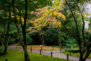 紅葉の写真