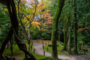 紅葉の写真