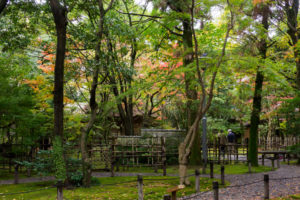 紅葉の写真