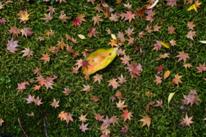 紅葉の写真