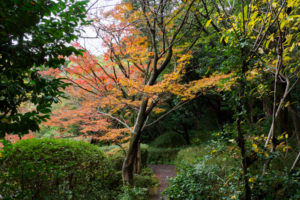 紅葉の写真