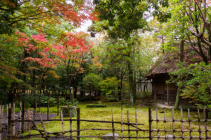 紅葉の写真