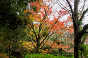 紅葉の写真