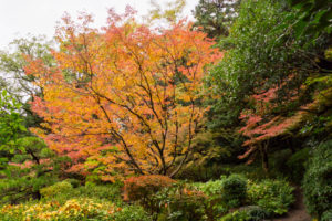 紅葉の写真