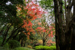 紅葉の写真