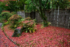 紅葉の写真