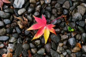 紅葉の写真