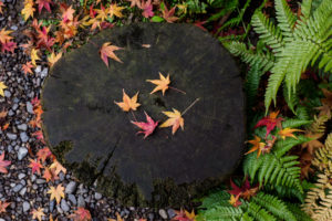紅葉の写真