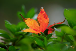 紅葉の写真