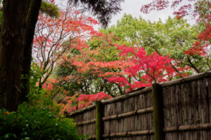 紅葉の写真