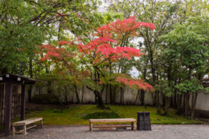紅葉の写真