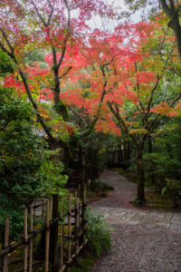 紅葉の写真