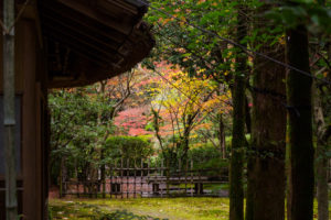 紅葉の写真